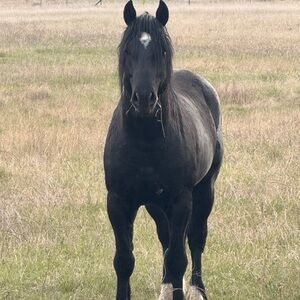 Meet your Posher, Ciera